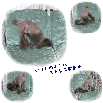 ゆず