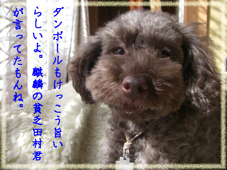 ダンボール