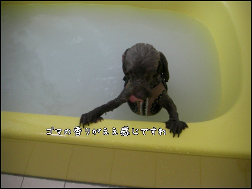 �椺
