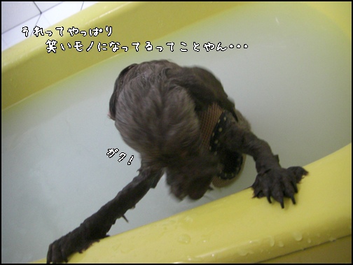 �椺