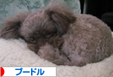 プードル村