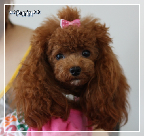 �ȥ��ס��ɥ롡�ȥ�ߥ�