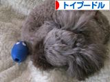 トイプードル村
