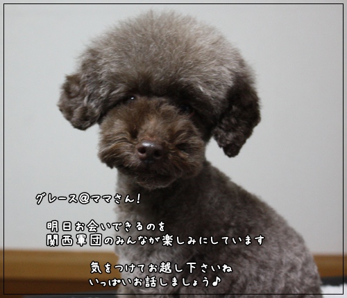 トイプードル　ゆず