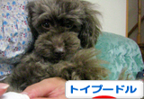 トイプードル村