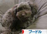 プードル村