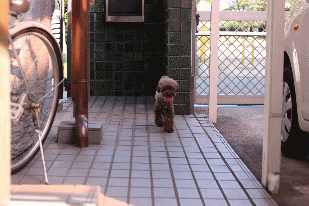 トイプードル ゆず
