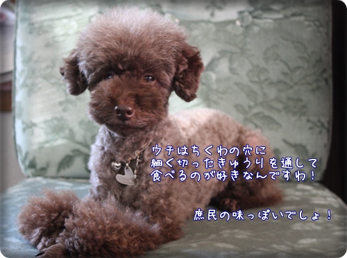 トイプードル　ゆず