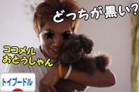 トイプードル村
