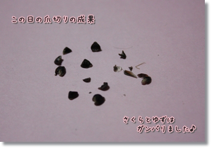 爪切り