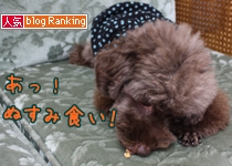 犬ブログランキング