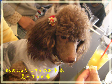マテ