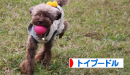 トイプードル村