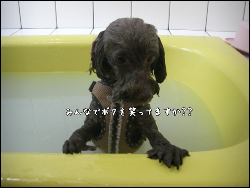 �椺