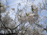 sakura