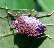 ����ॷ�����������ˡ�����ޤ��ʤ����ॹ�����ե������