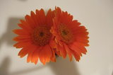2009_09100027