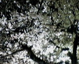夜桜