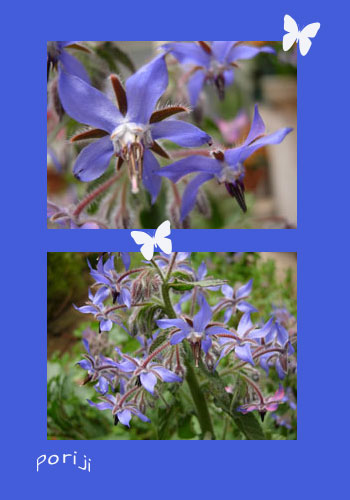 poriji