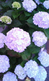 c6964560.jpg