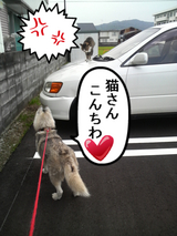 ねこさぁ~んっ!