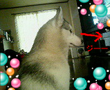 テレビ大好ゅきなのですぅ