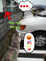 猫ちゃん二匹いるんですねぇ~わかりました?