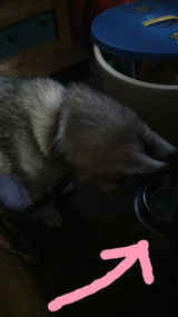お散歩ちたら、ノド乾くのぉ~ お水入れてくだちゃい