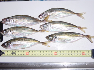 2009050022 020