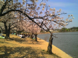 080405花見
