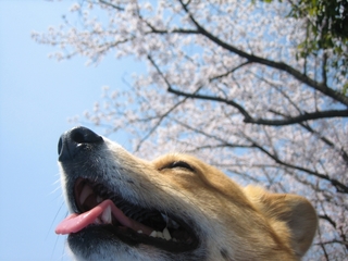 080406花見