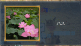 ハス