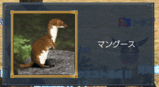 マングース