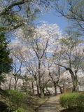 IMGP3275
