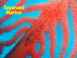 ���ߥ����ϥ�1