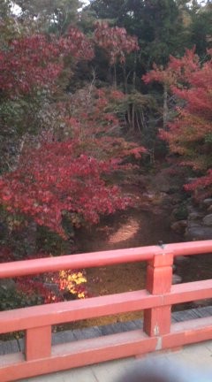091031_momijidani