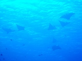 DSCF2960