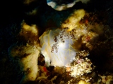 DSCF2735