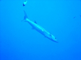 DSCF2886