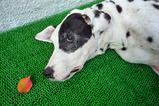 30984