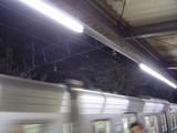 井の頭線と桜