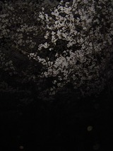 代々木公園夜桜8