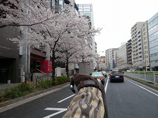 明治通り