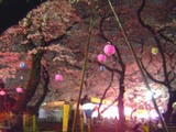 洗足池の桜2