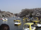 井の頭公園の池と桜とボート
