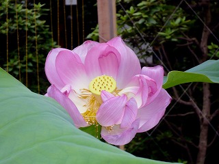 蓮
