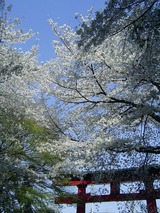 大宮八幡宮の桜5