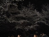 代々木公園夜桜4