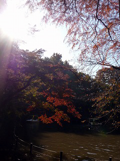 井の頭公園・池と紅葉