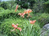 実家7